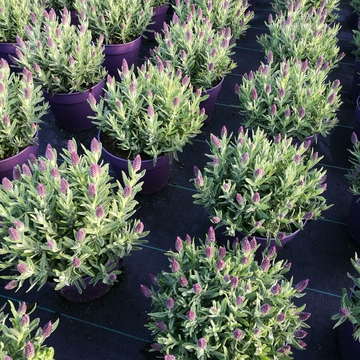 Een lavendel lamorosia in pot 15 gekweekt door Plantcare.