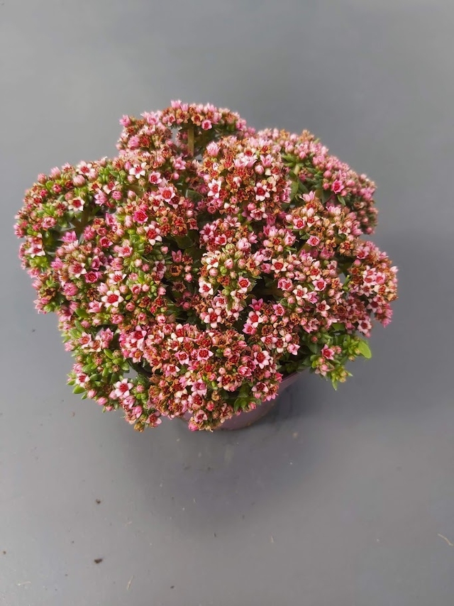 dit is een afbeelding van de crassula