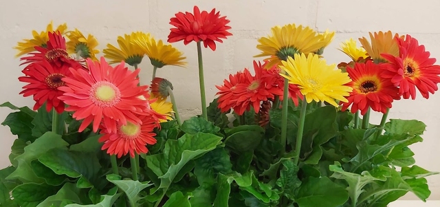 een afbeelding van de gerbera